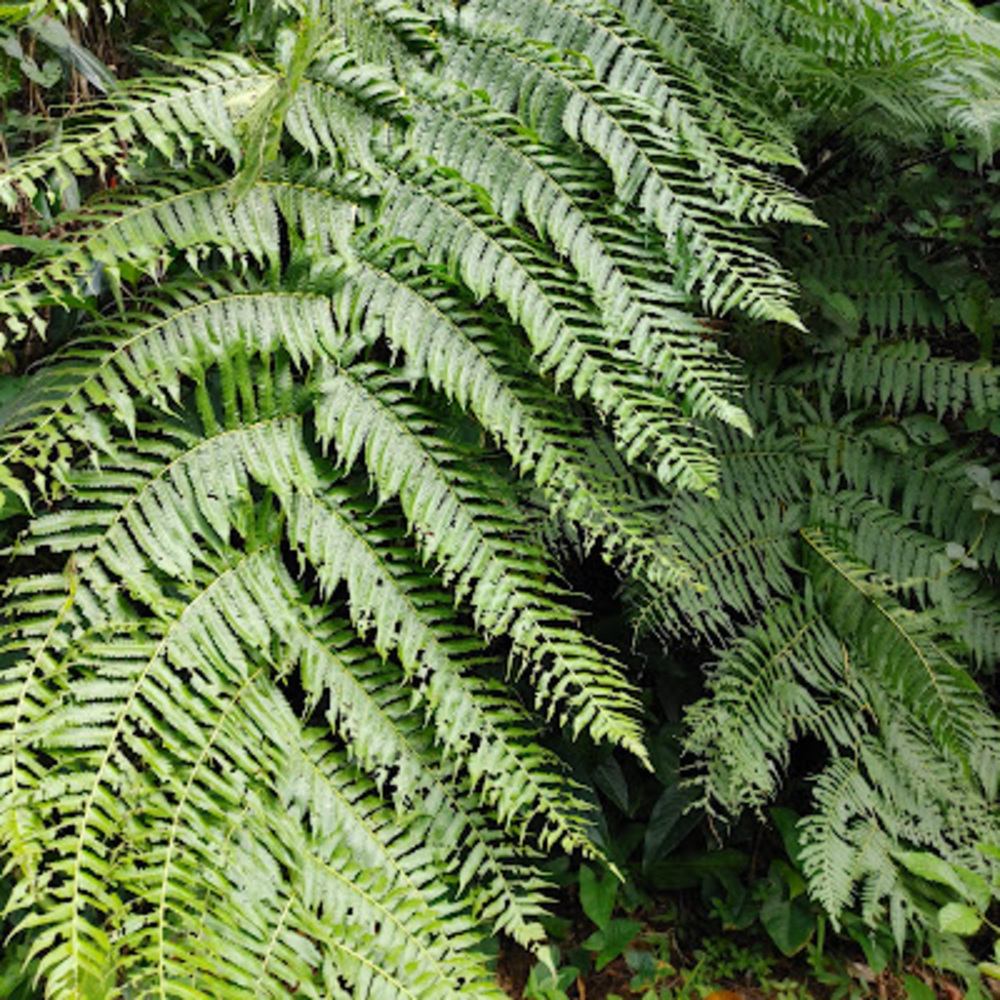 Meet your Posher, Jacqueline